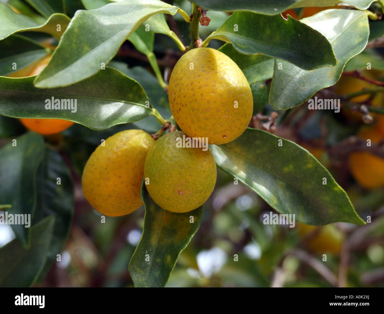 Kumquat fruit Florida USA Also known as Cumquat Edible fruit used in