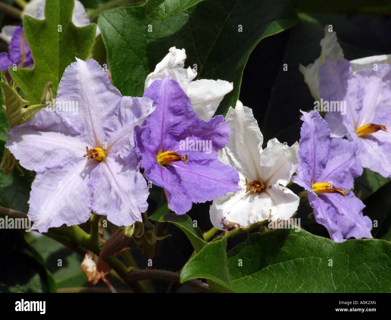 Flowers of the Giant Star Potato Tree Solanum macranthum USA Stock Photo