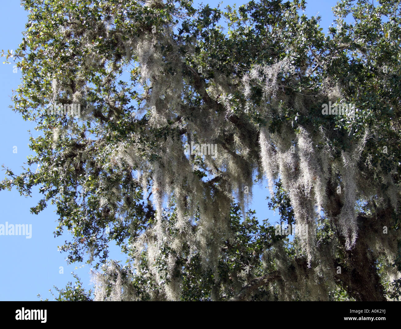 Spanish mosses tillandsia usneoides hires stock photography and images