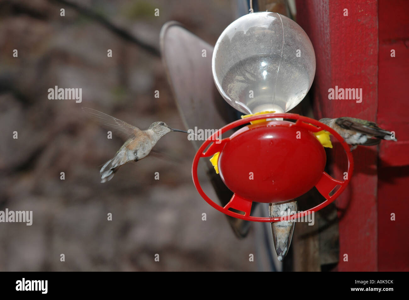 P31 135 Royal Gorge Hummingbirds At Feeder Stock Photo 10015074
