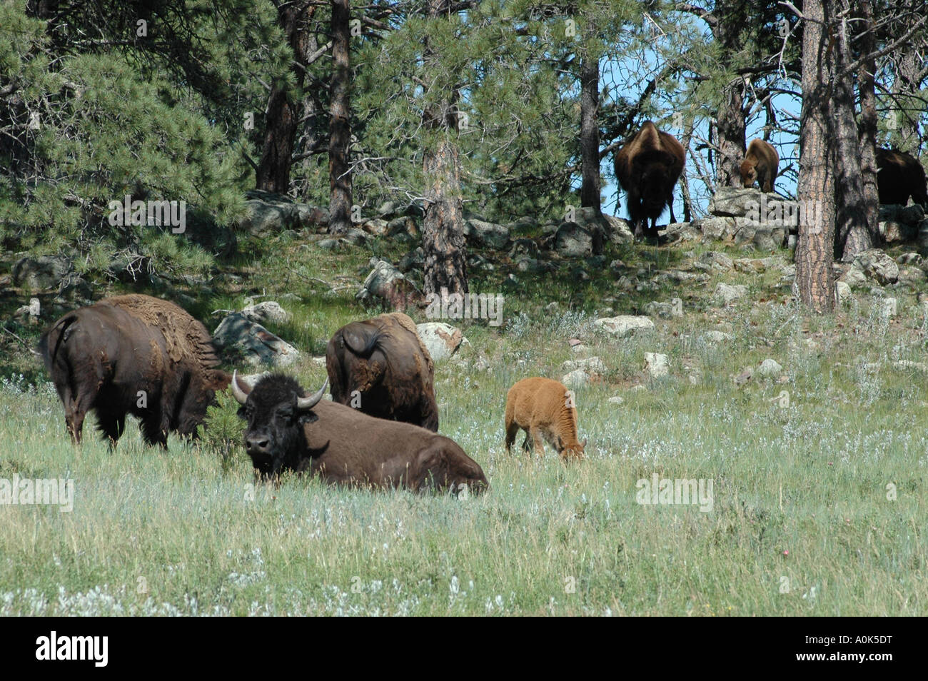 P31 145 Custer State Park SD - Bison in the woods Stock Photo