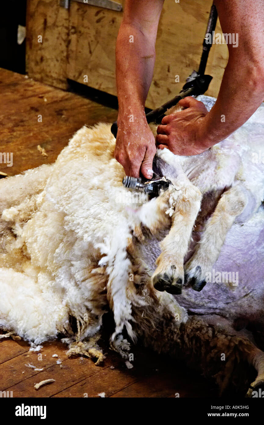 Sheep Shearing , North Island , New Zealand Stock Photo Alamy