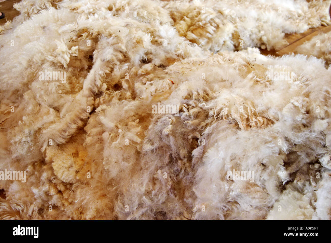 Sheep Shearing , North Island , New Zealand Stock Photo Alamy