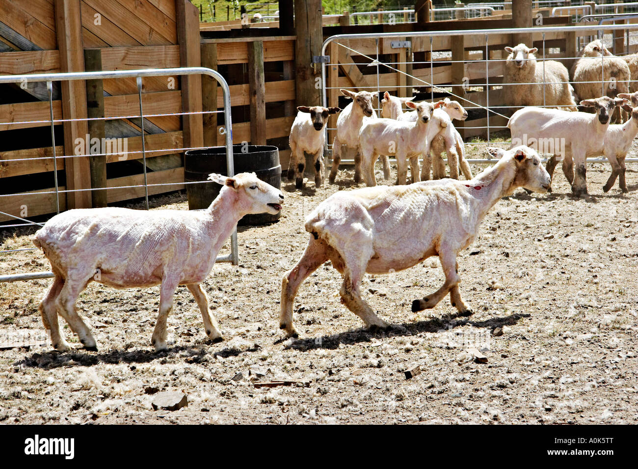 Sheep Shearing , North Island , New Zealand Stock Photo Alamy