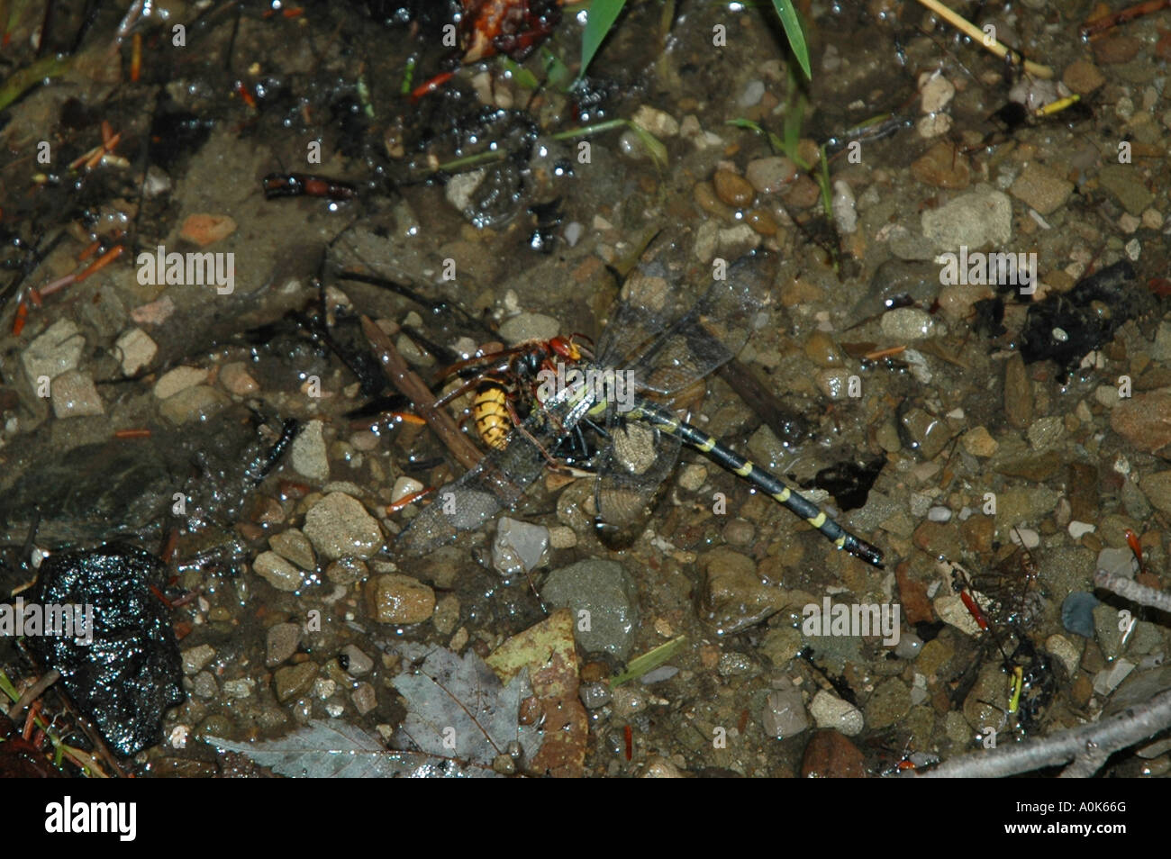 P31 292 Hornet Attacks Dragonfly in Creek Stock Photo