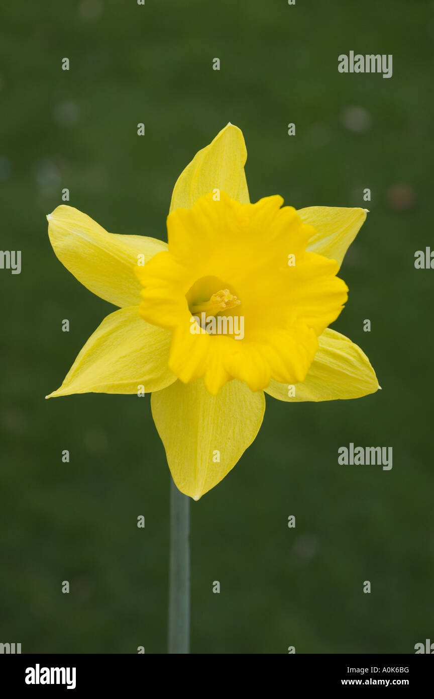 Yellow daffodil king alfred Narcissus front view 2 Stock Photo - Alamy