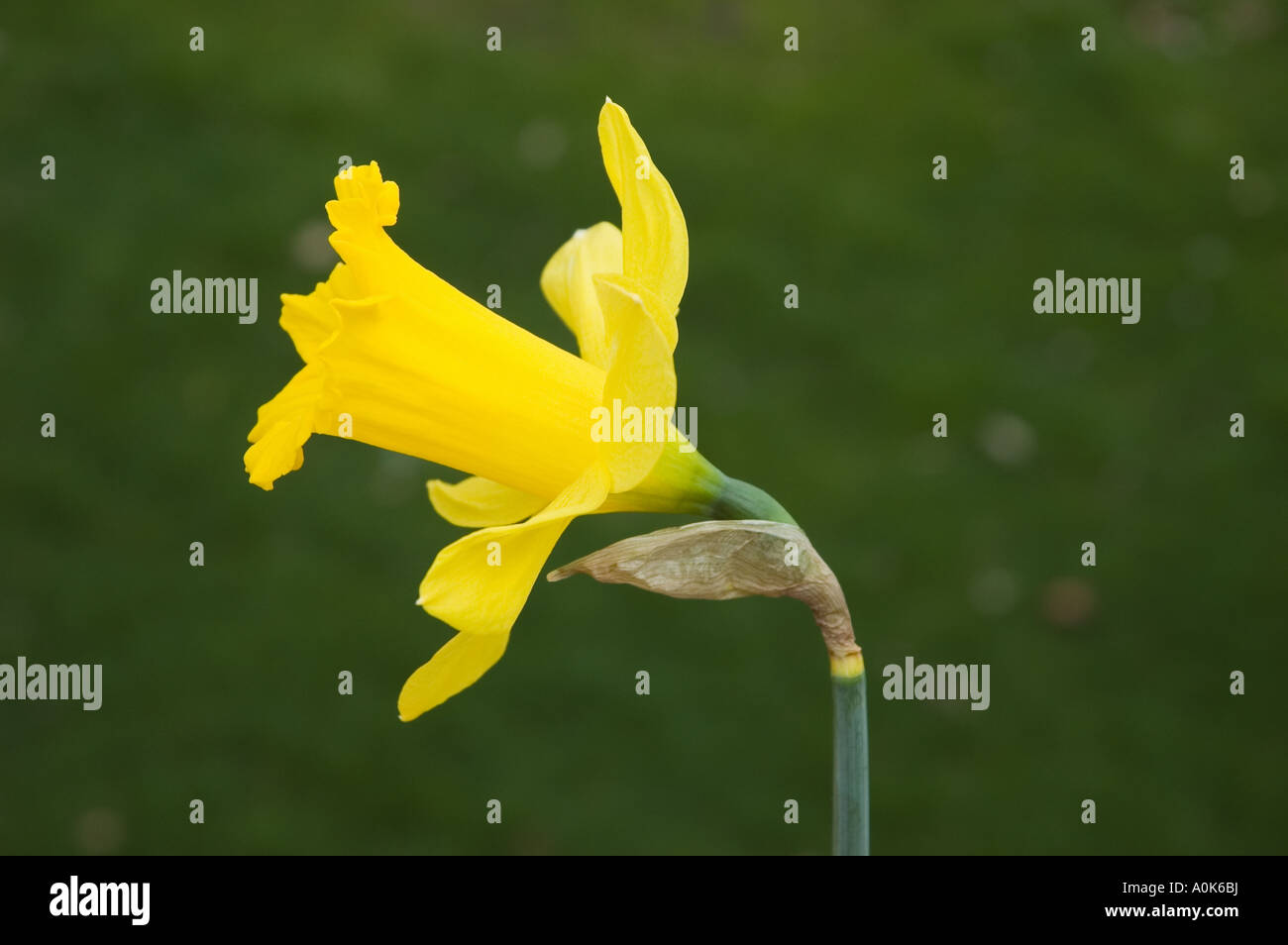 Yellow daffodil king alfred Narcissus side view Stock Photo