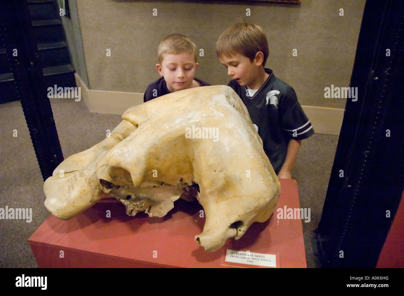 6 year-old boys Look at Elephant Skull at the Port Huron Museum, Port Huron Michigan USA Stock Photo