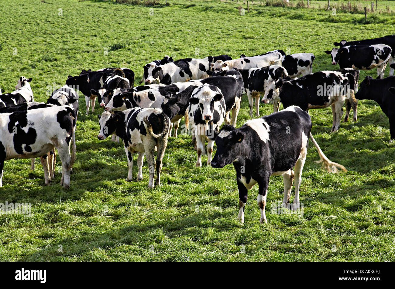 Holstein cows in field Stock Photo - Alamy