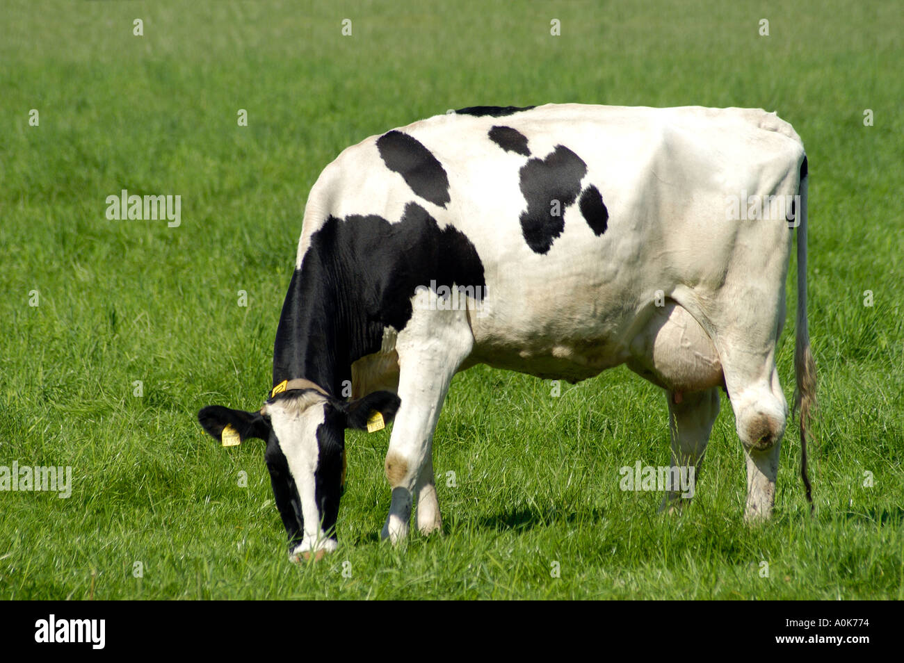 Black and white holstein cow Stock Photo - Alamy