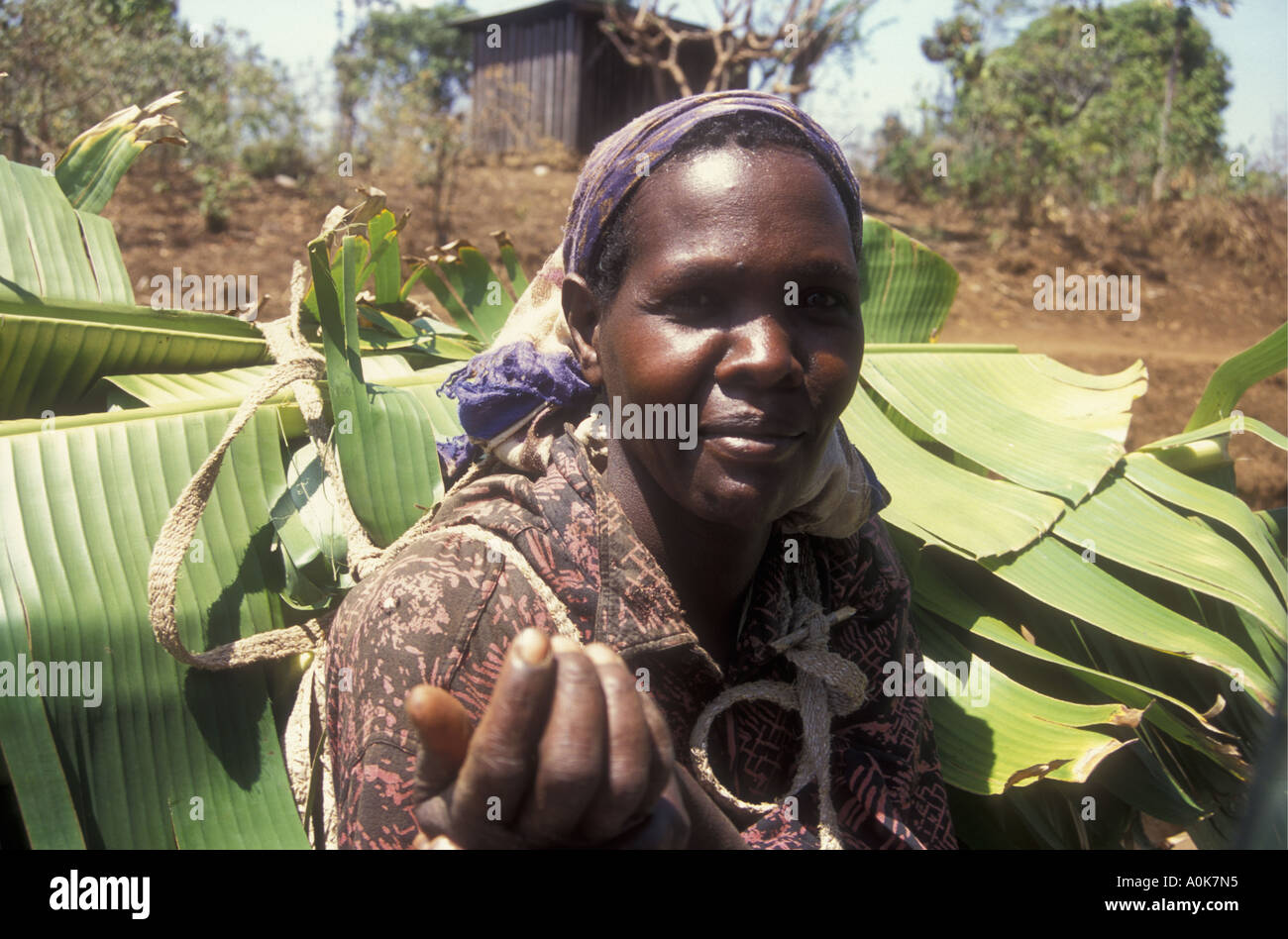 Meru woman carrying a bundle of banana leaves Meru District Kenya East Africa Stock Photo