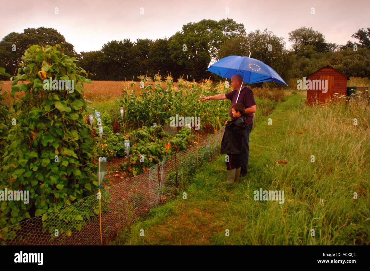 A FATHER AND SON TAKE SHELTER FROM THE RAIN UNDER AN UMBRELLA ON AN ALLOTMENT UK Stock Photo