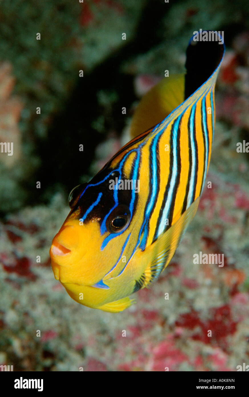 Regal angelfish Pygoplites diacanthus Indian Ocean Maldives Island Stock Photo