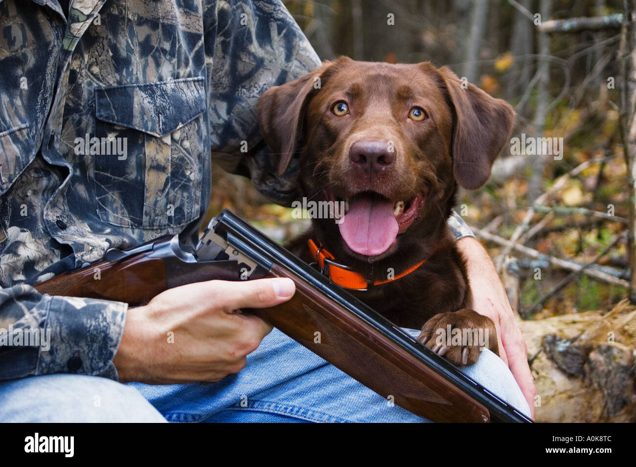 Chocolate Labrador Retriever Sitting Next To Hunter Holding Over and Under Shotgun Wisconsin Stock Photo