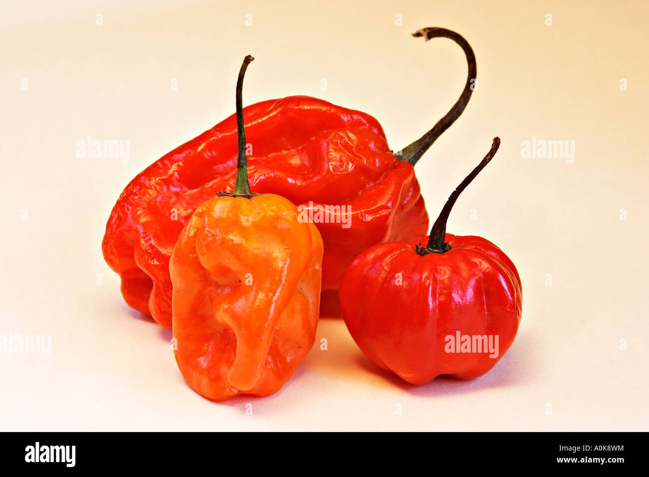 Habanero / Scotch / Capsicum chinense Chilli Stock Photo Alamy