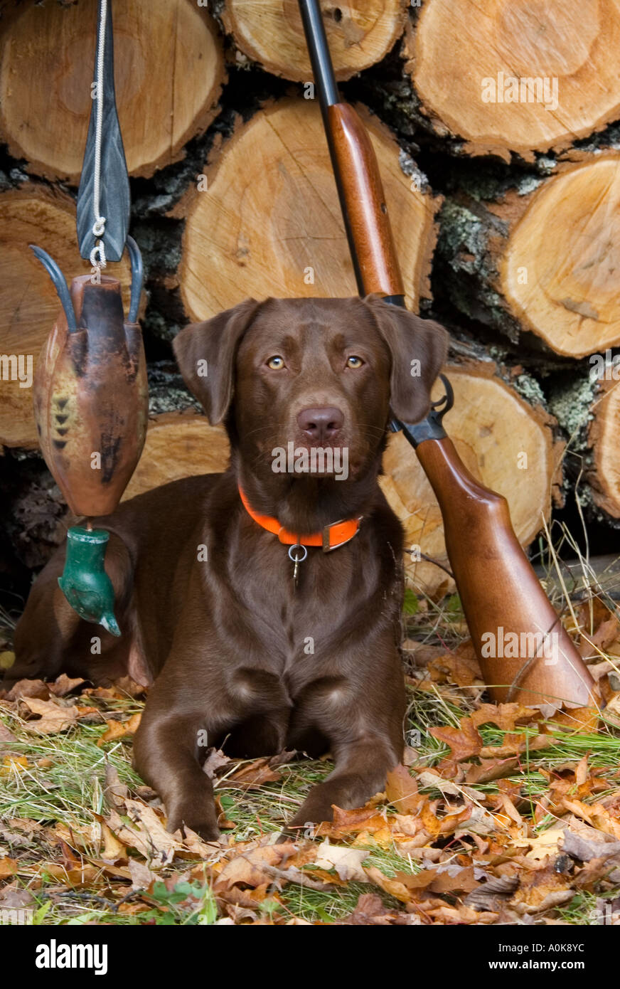Chocolate Labrador Lying Beside Shotgun and Retrieving Toy in Front of Stack of Firewood Wisconsin Stock Photo
