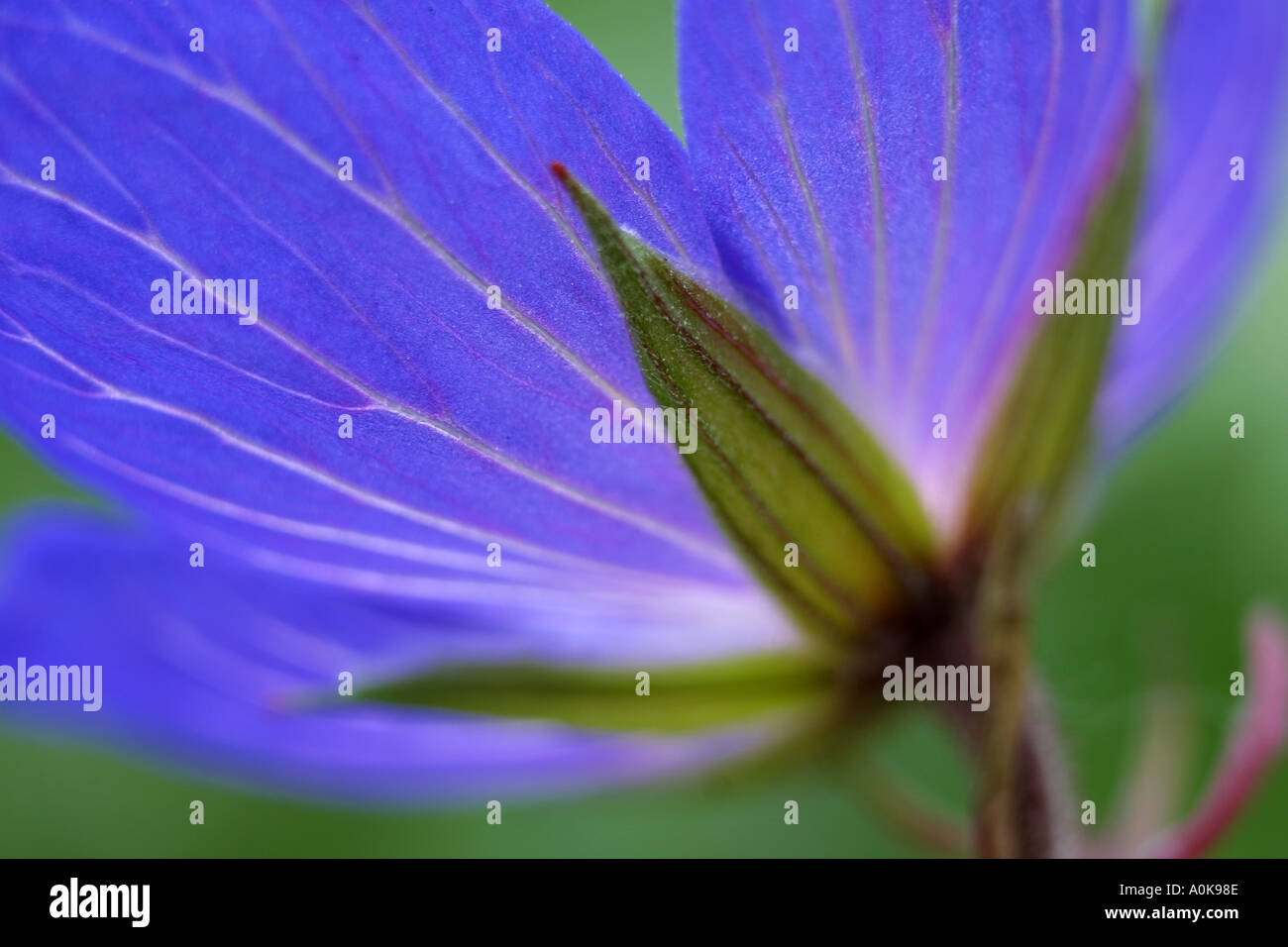 Extreme close up big hi-res stock photography and images - Alamy