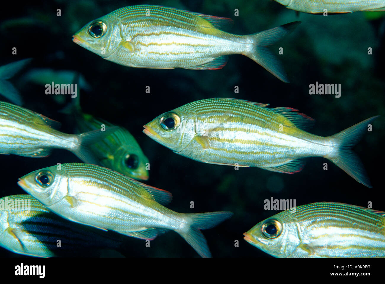 Glowspot emperor Gnathodentex aurolineatus Indian Ocean Maldives Islands Stock Photo