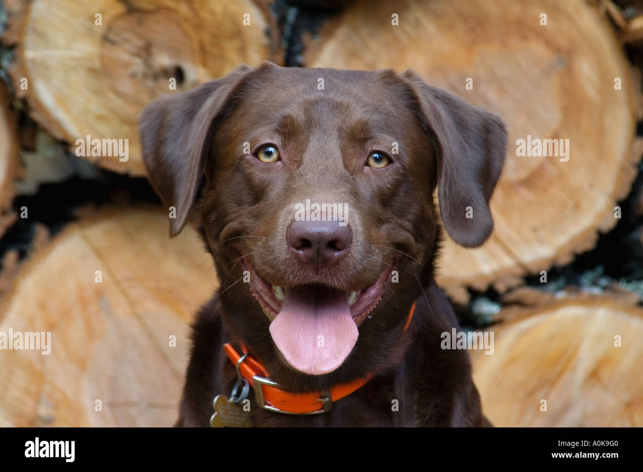 Chocolate Labrador Retriever Portrait Wisconsin Stock Photo