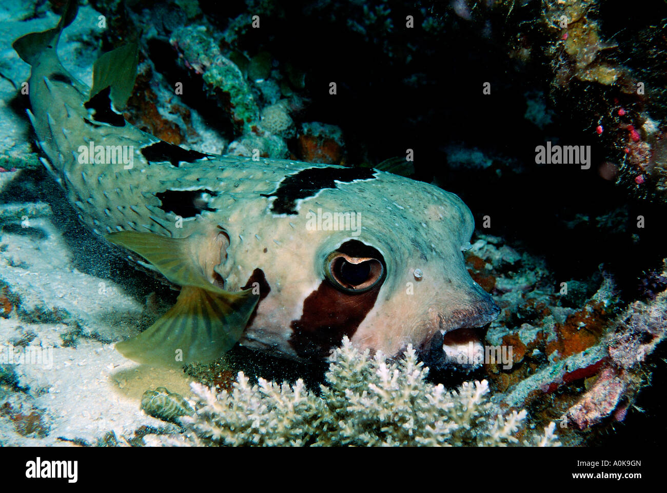 Black blotched porcupinefish Diodon liturosus Indian Ocean Maldives Island Stock Photo