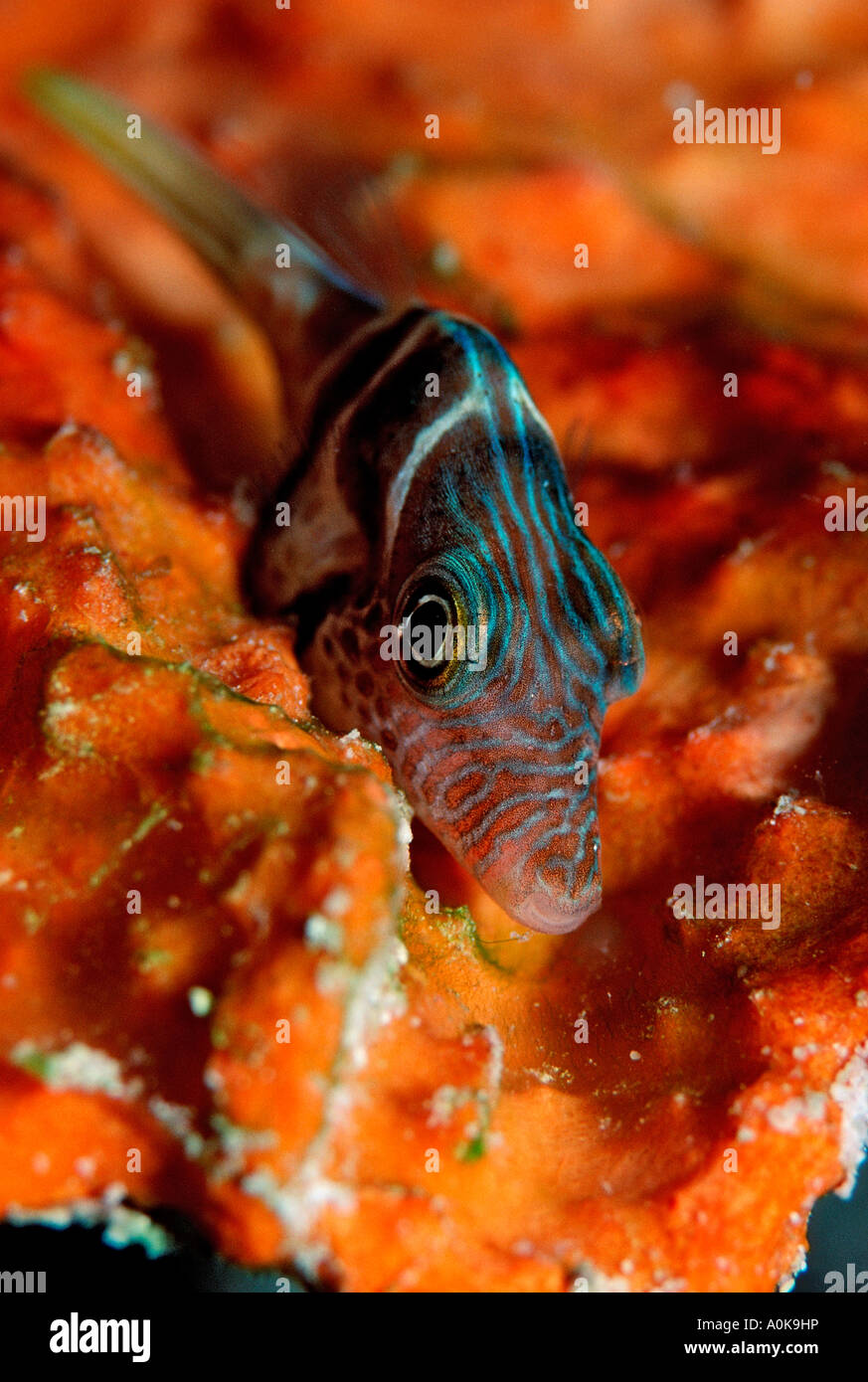 Black saddled puffer Canthigaster valentini Indian Ocean Maldives Island Stock Photo