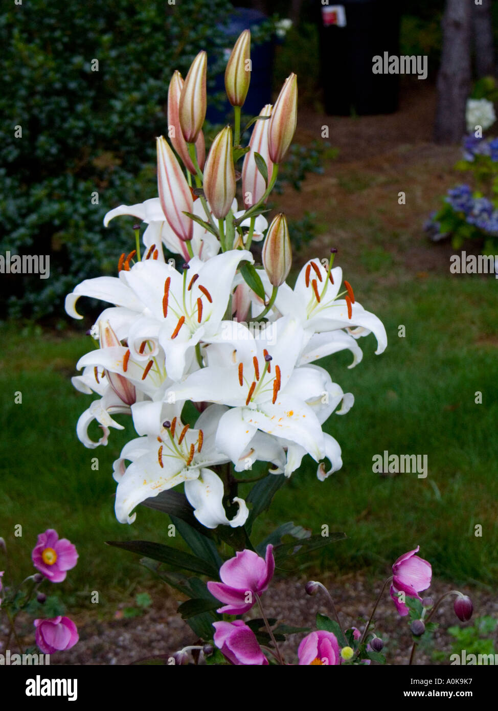 Casa Blanca oriental lily is a fragrant bloom that perfumes the whole garden Stock Photo