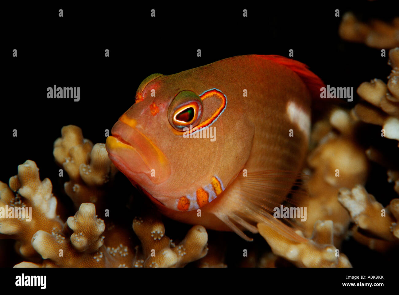 Arc eye hawkfish Paracirrhites arcatus Indian Ocean Maldives Island Stock Photo