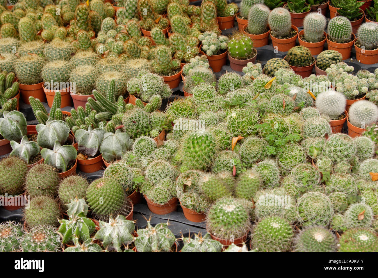 cactus plants in little pots Stock Photo