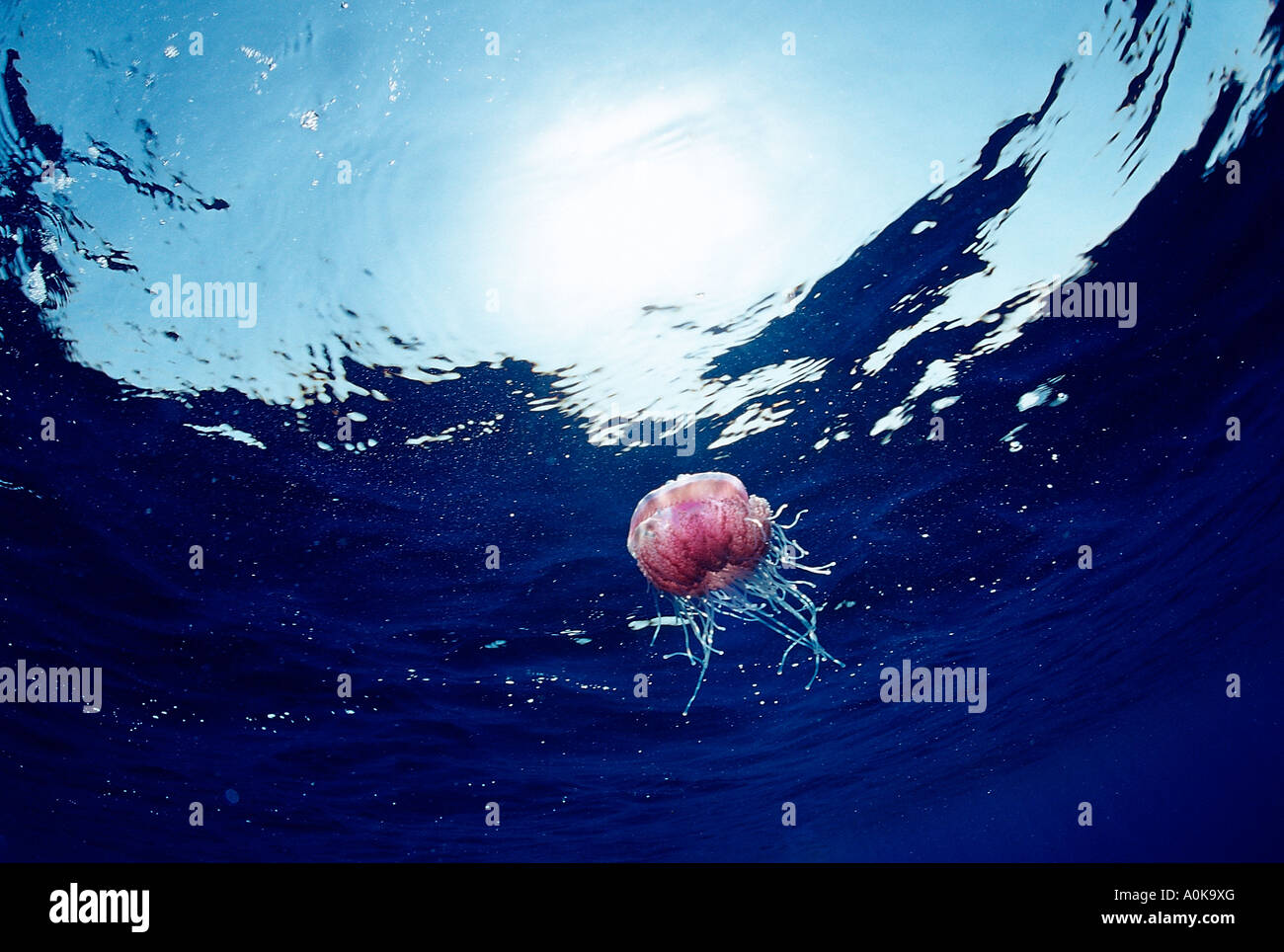 Crown jellyfish in Open Sea Netrostoma setouchina Red Sea Egypt Stock Photo