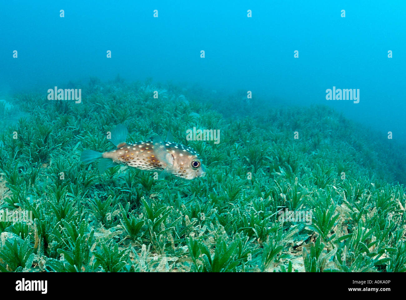 Porcupinefish over Seagras Diodon hystrix Marsa Alam Red Sea Egypt Stock Photo