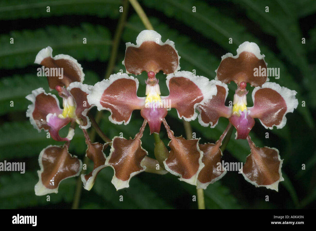 Orchid (Oncidium species) WILD,  Mindo area, Western Andes, Ecuador Stock Photo