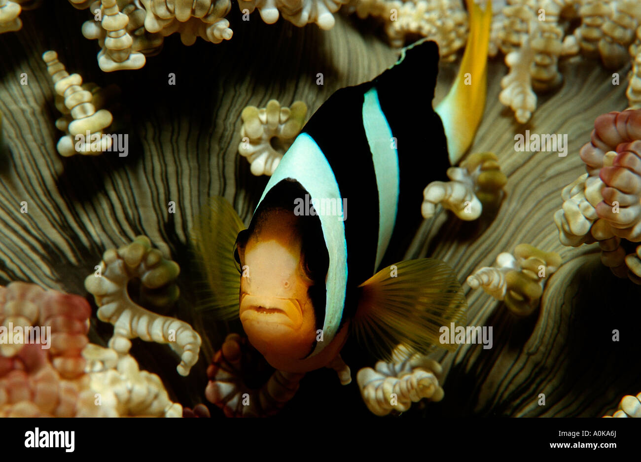 Clarks Anemone fish Amphiprion clarkii Indian Ocean Maldives Island Stock Photo