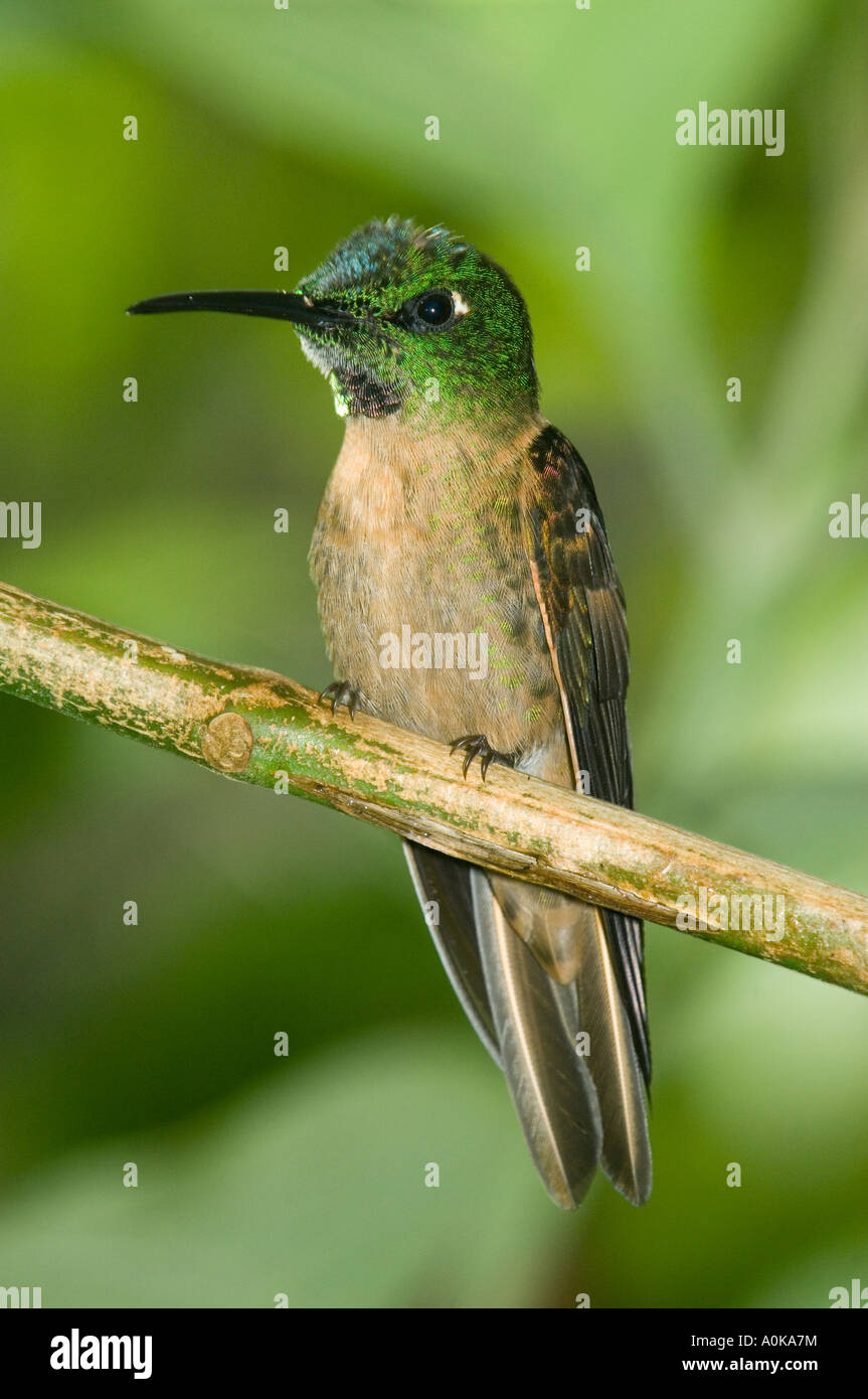 Hummingbird, Fawn-breasted Brilliant (Helidoxa rubinoides) Male, Tandayapa Valley, Western Ecuador Stock Photo