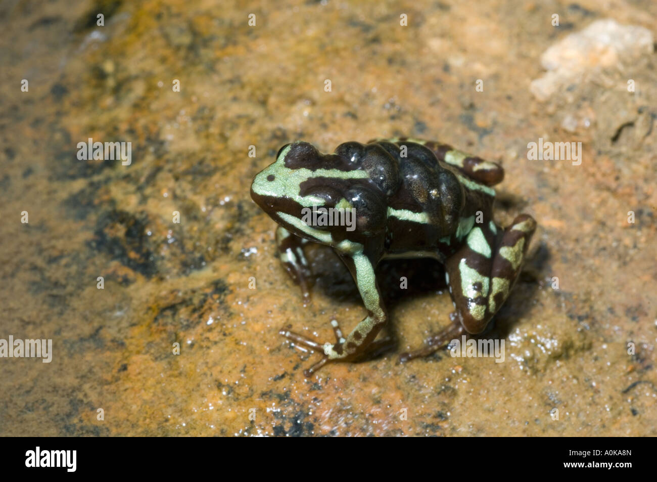 Anthony's Poison Arrow Frog (Epigpedobates anthonyi) Male with tadpoles on his back, Buenaventura Reserve, El Oro Province ECUADOR Stock Photo