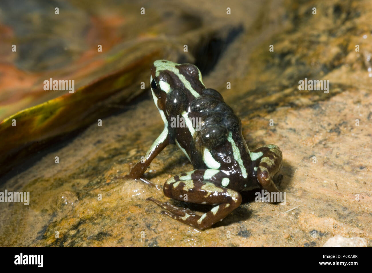 Anthony's Poison Arrow Frog (Epigpedobates anthonyi)  Male with tadpoles on his back, Buenaventura Reserve, El Oro Province ECUADOR Stock Photo
