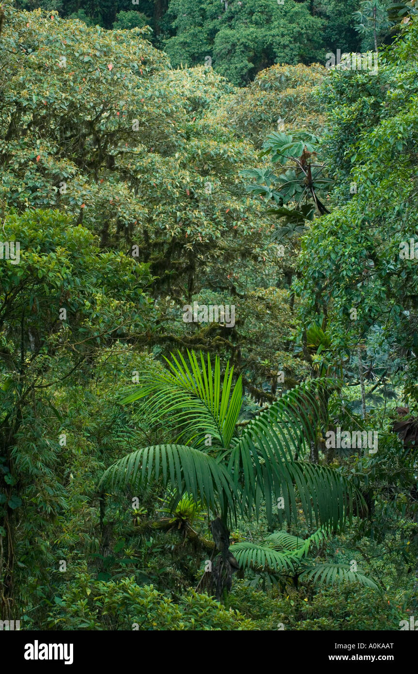 Bellavista cloud forest ecuador hi-res stock photography and images - Alamy
