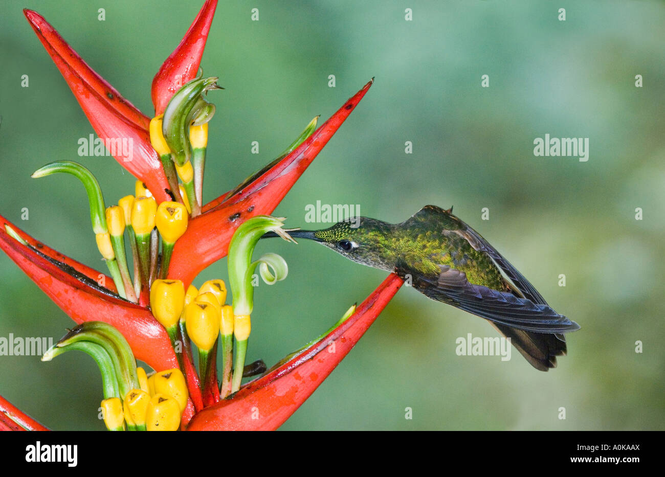 Hummingbird at Heliconia flower, Mindo Loma Reserve, ECUADOR Stock Photo