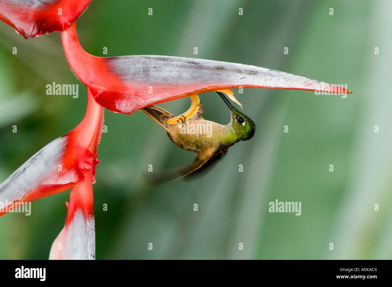 Hummingbird, Fawn-breasted Brilliant (Heliodoxa rubinoides) Feeding on heliconia flower, Tandayapa Valley ECUADOR Stock Photo