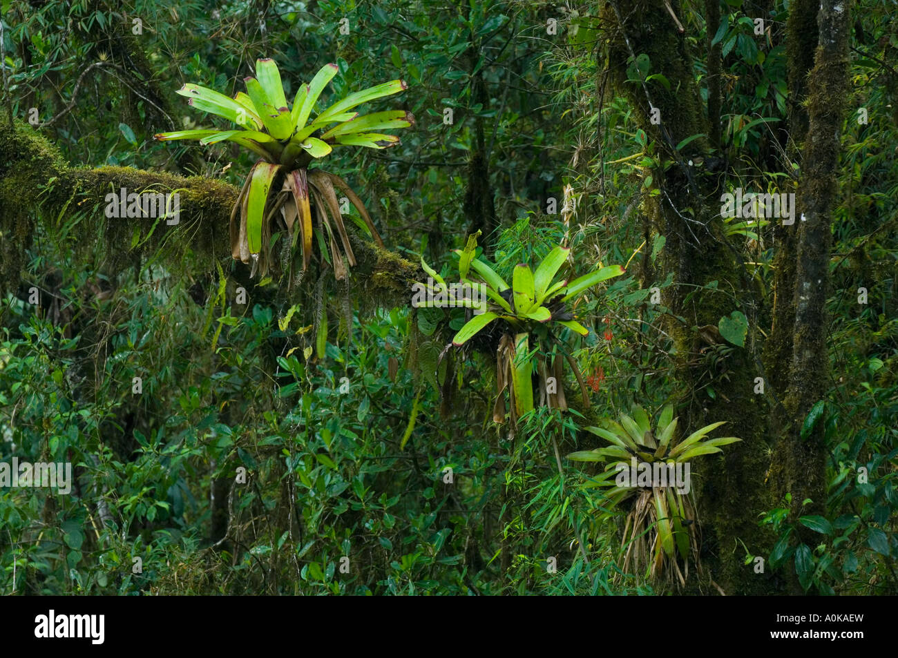 ECUADOR, Western Andes,  Cloud Forest, Bellavista Reserve near Mindo, Bromeliads in tree Stock Photo