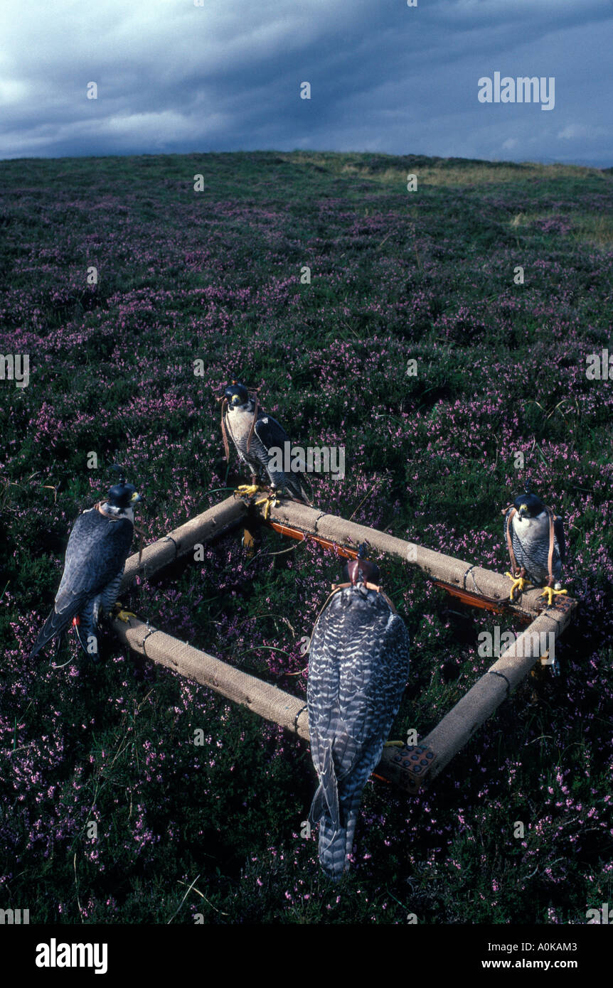 Gleneagles, Scotland, Uk 1997. The British School of Falconry at Gleneagles, hooded Peregrine Falcons  sit on a Cadge and wait their turn to be flown. Stock Photo