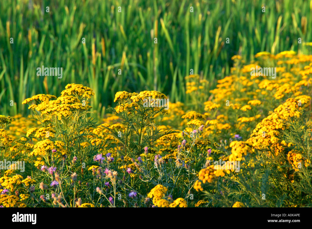 Scenic of wild mustard and grass Stock Photo Alamy