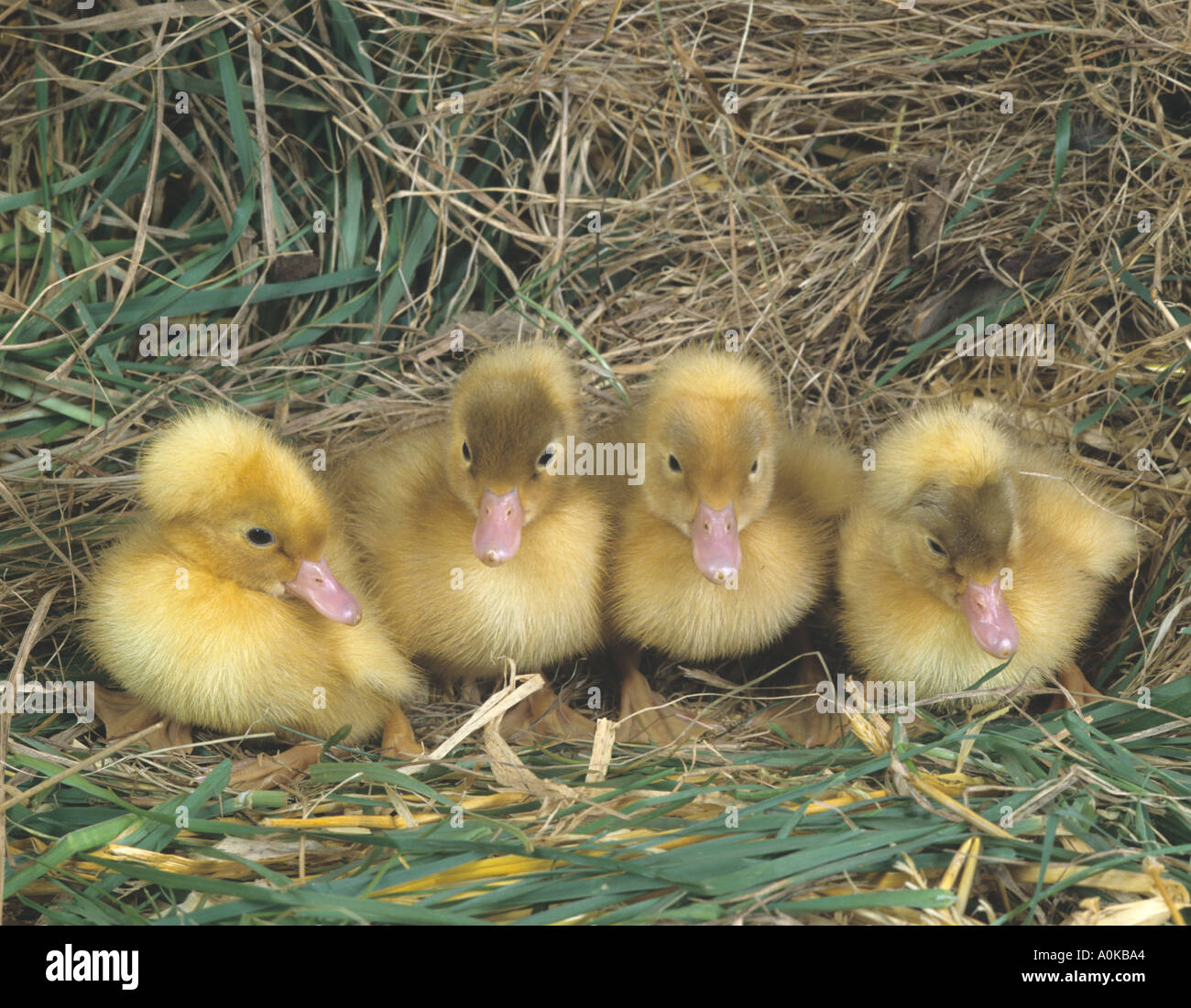 four newly Hatched Crested ducklings in row Stock Photo