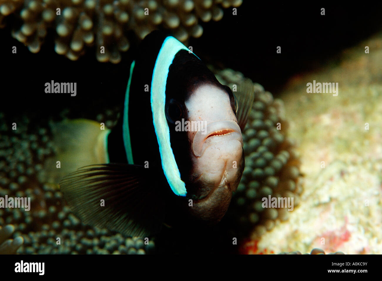 Clarks anemonefish Amphiprion clarkii Waktobi Celbes Sea Sulawesi Indonesia Stock Photo