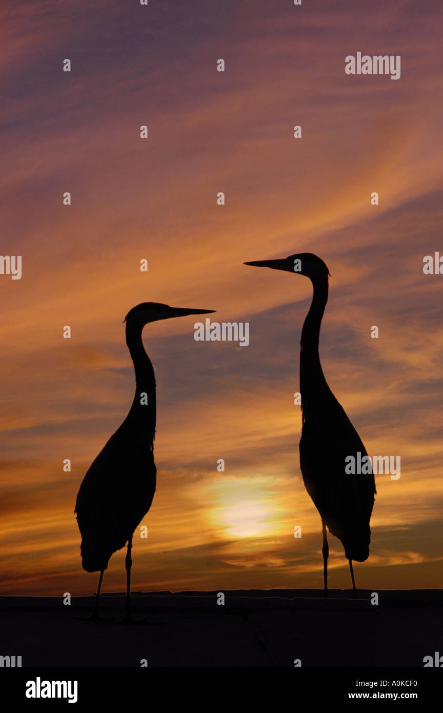 Great Blue Heron in Front of Setting Sun Stock Photo