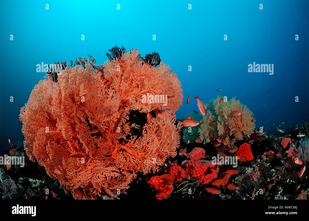 Coral Reef with Sea Fan Gorgonaria sp Raja Ampat Irian Jaya West Papua Indo Pazific Indonesia Stock Photo