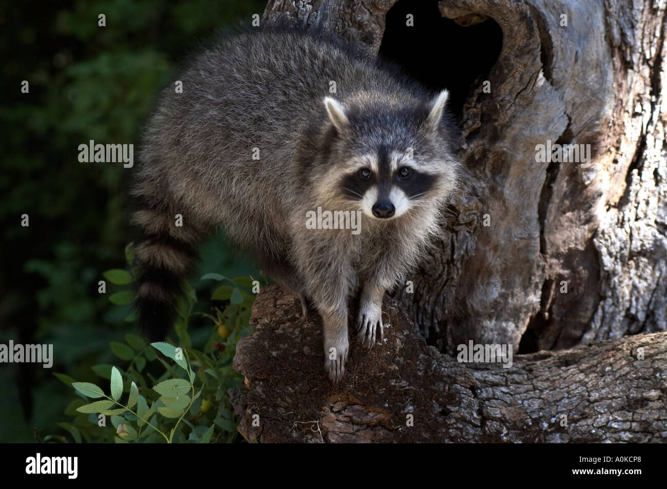 Short Racoon Cute racoon hi-res stock photography and images - Alamy