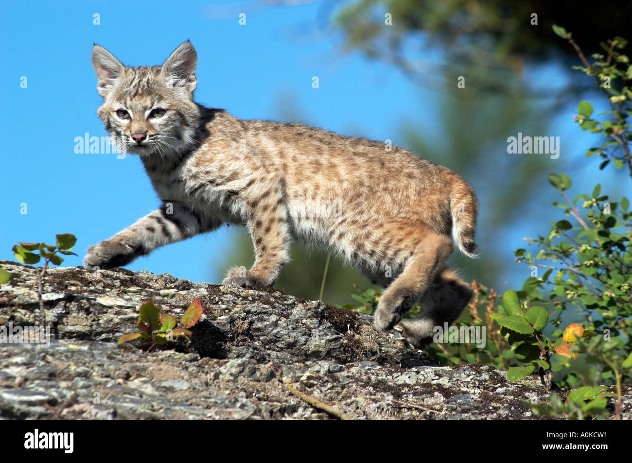 Portrait of Bobcat Kitten Western United States Stock Photo Alamy