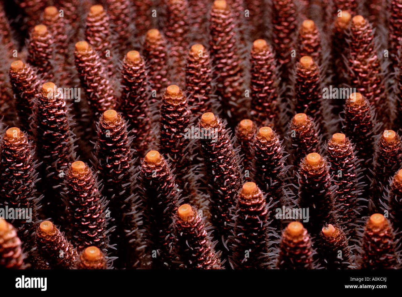 Polyps of Coral Bali Indian Ocean Indonesia Stock Photo
