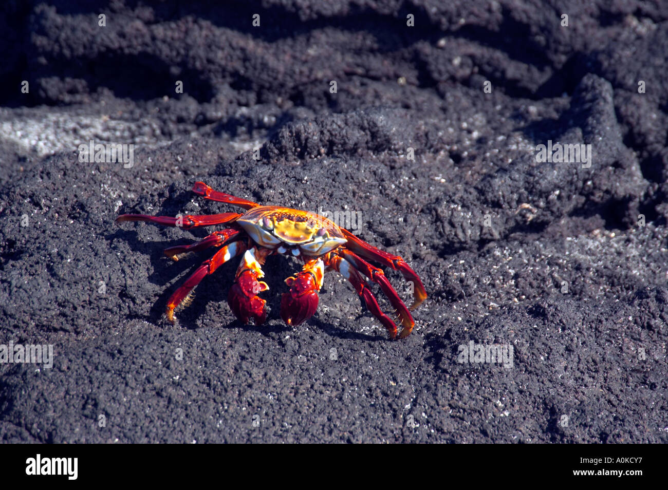 Galapagos crab hi-res stock photography and images - Alamy