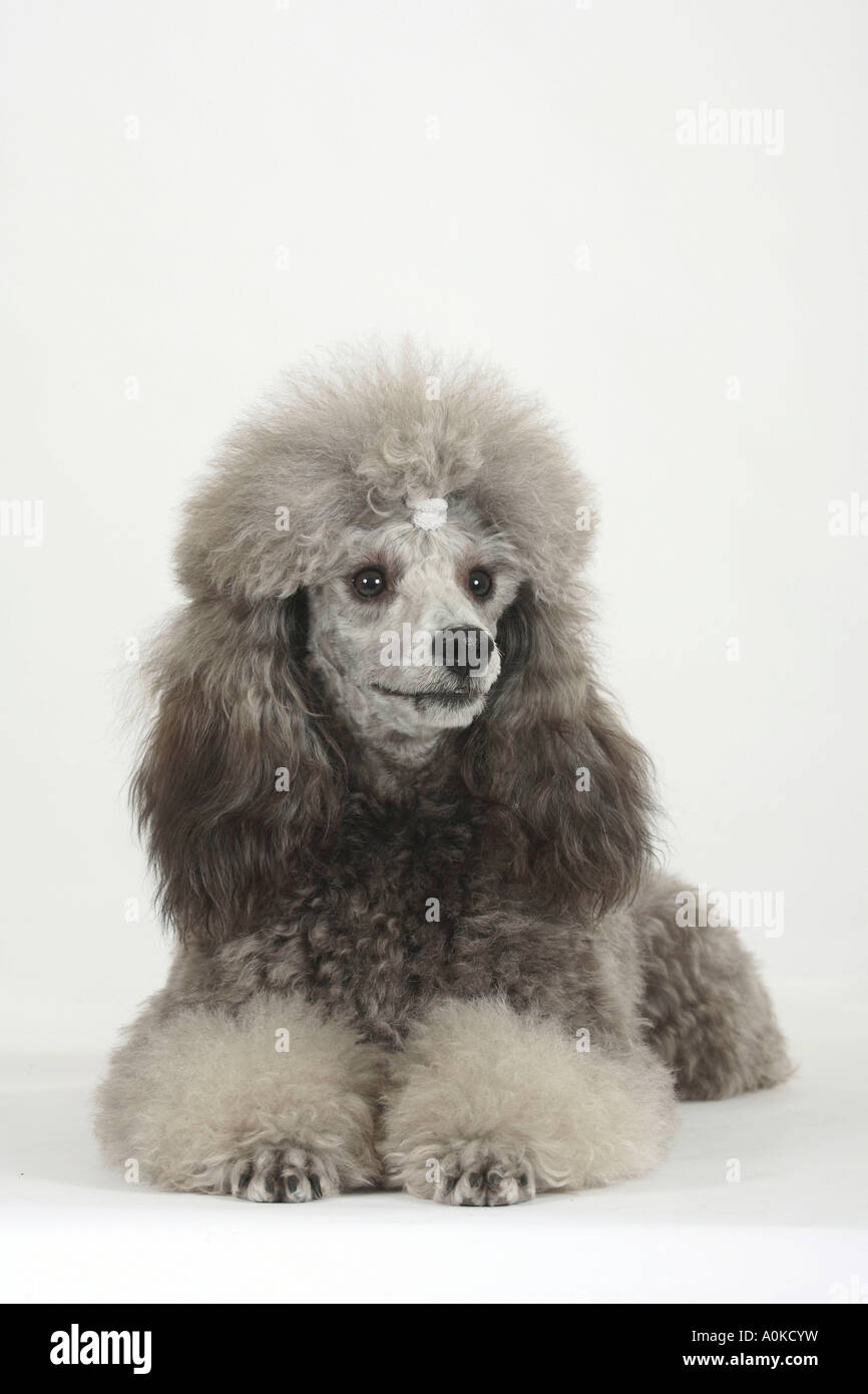 Miniature Poodle silver puppy clip Stock Photo - Alamy